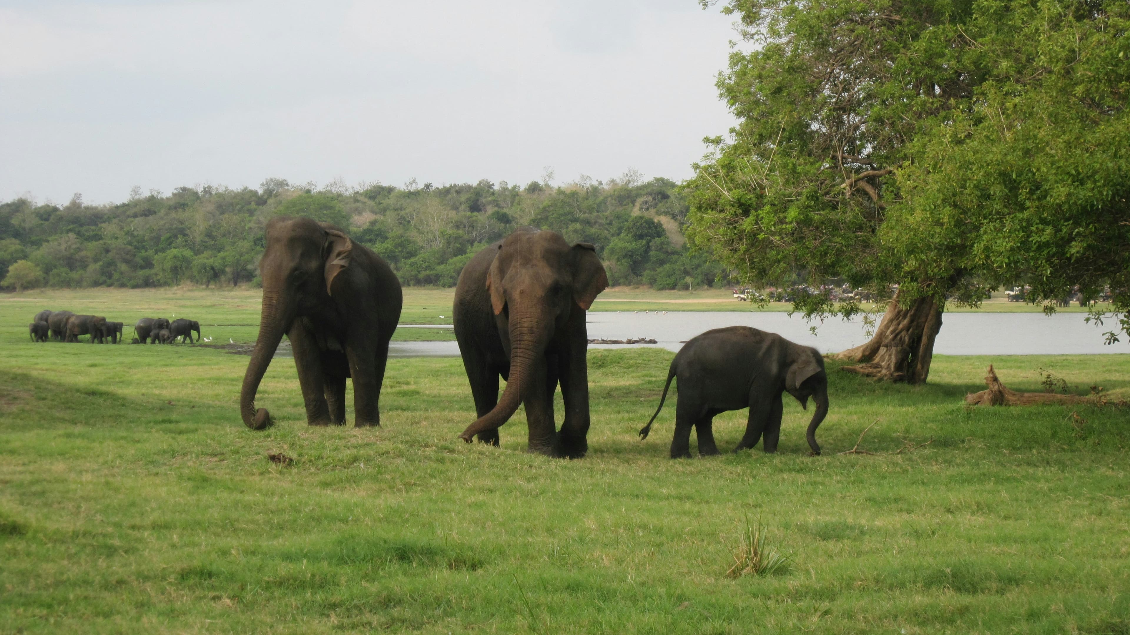 Coastal landscape in Sri Lanka