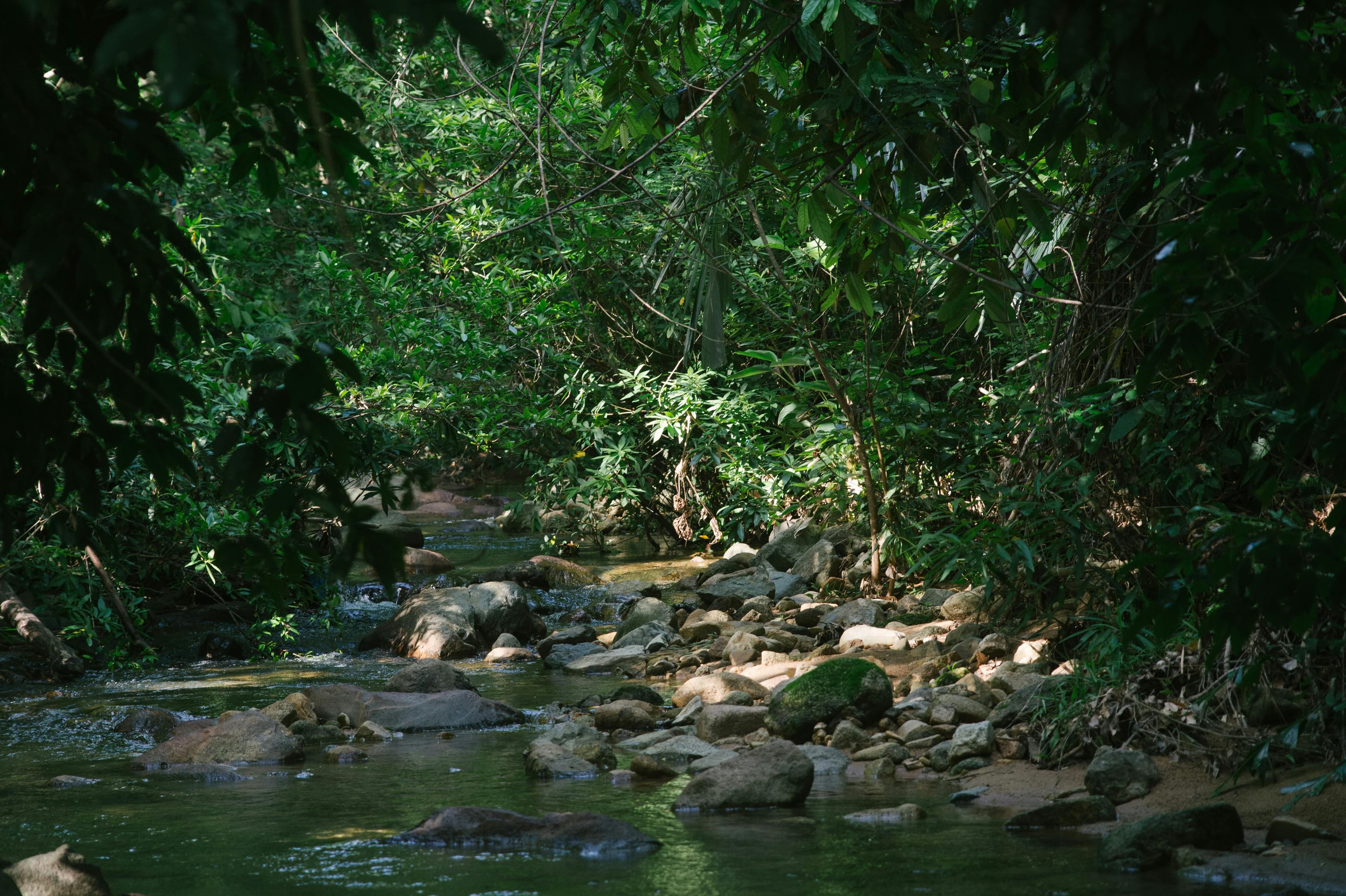 Full Day Hiking in Sinharaja Forest